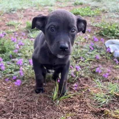 A baby small-sized female Black Pit Bull Terrier dog named Honeysuckle for adoption in Buffalo, MN