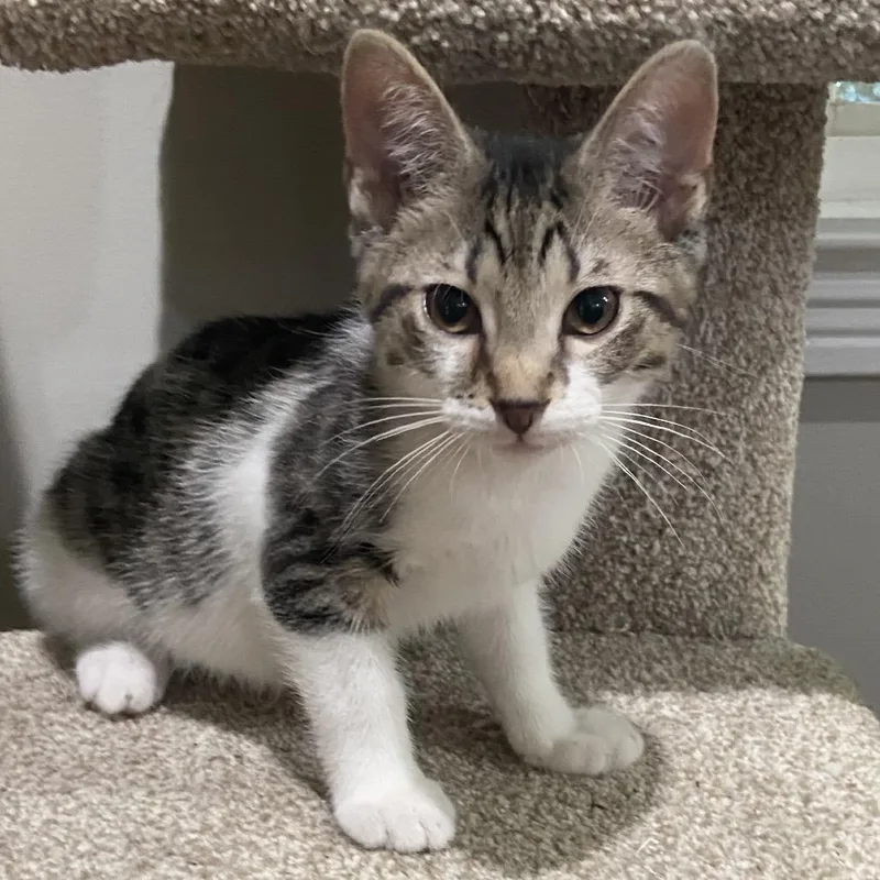 A baby small-sized male Brown / Chocolate Domestic Short Hair cat named Sheba for adoption in La Grange, KY