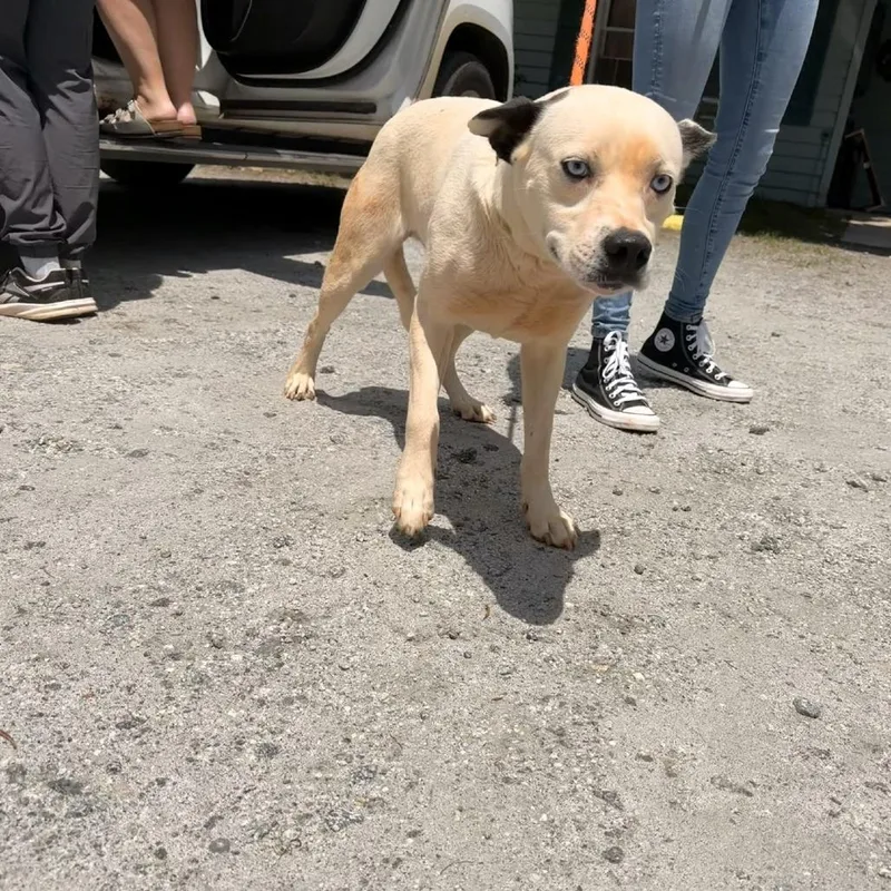 A young medium-sized female White / Cream Cattle Dog dog named Lottie for adoption in Columbus, NC