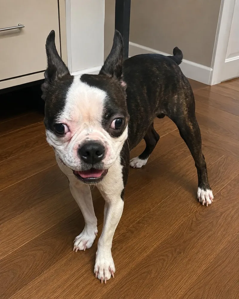 Floki