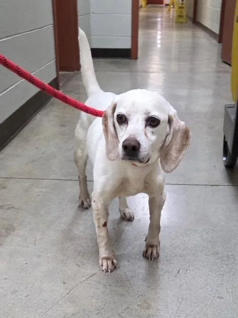 An adult small-sized female White / Cream Beagle dog named Peaches for adoption in Honeoye Falls, NY