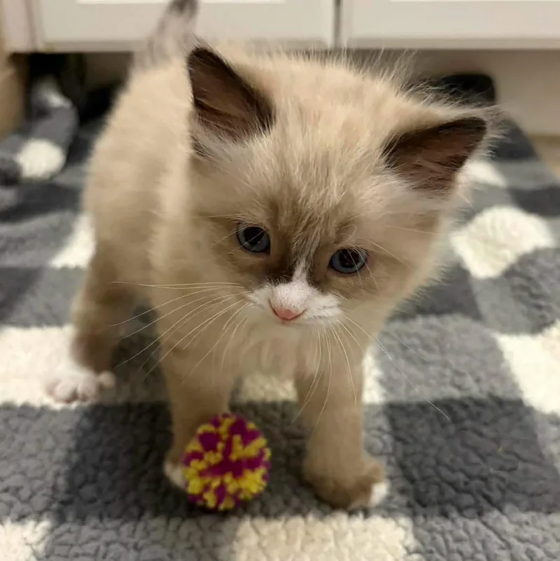 A baby small-sized female Domestic Short Hair cat named Mocha for adoption in Grand Bay, AL