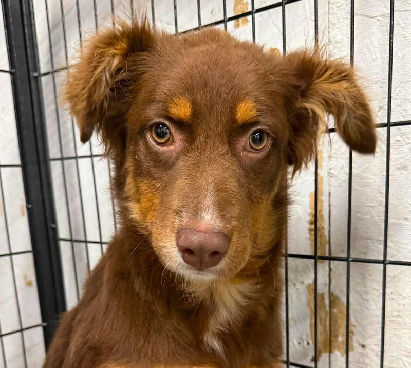 A baby medium-sized female Australian Shepherd dog named Octavia for adoption in GILBERTS, IL