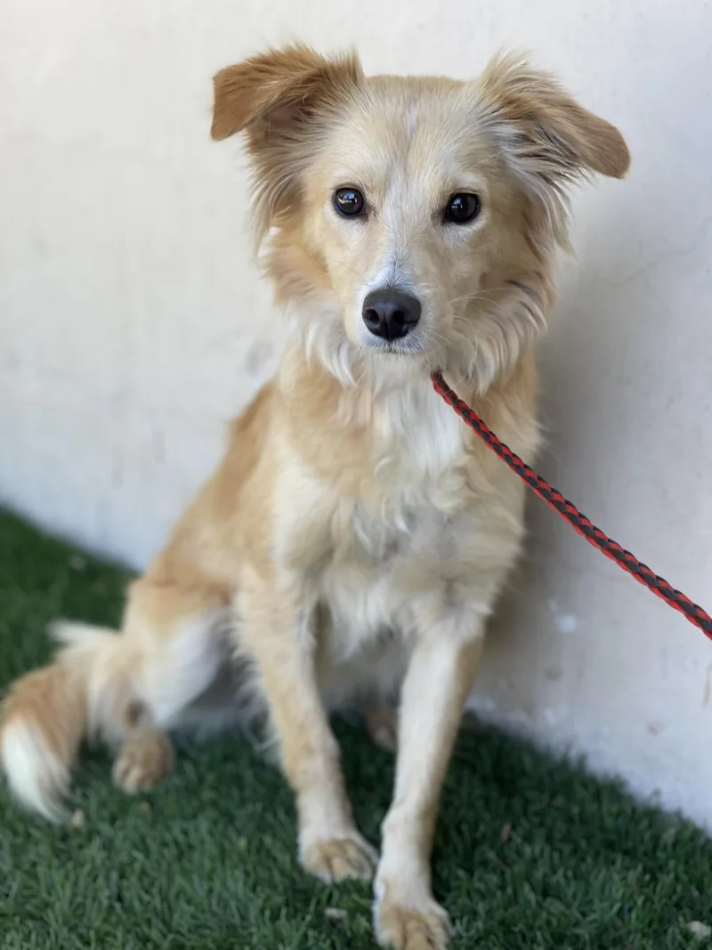 A young small-sized female Cocker Spaniel dog named Gretel for adoption in Rowland Heights, CA