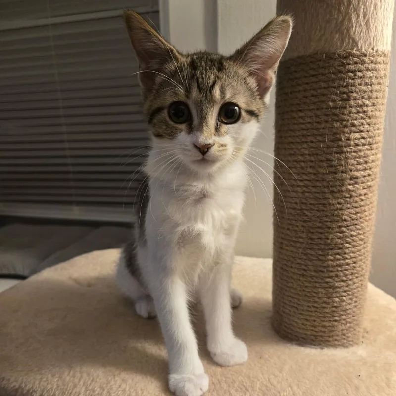 A baby small-sized female Brown / Chocolate Domestic Short Hair cat named Shannon for adoption in Hamburg, NY