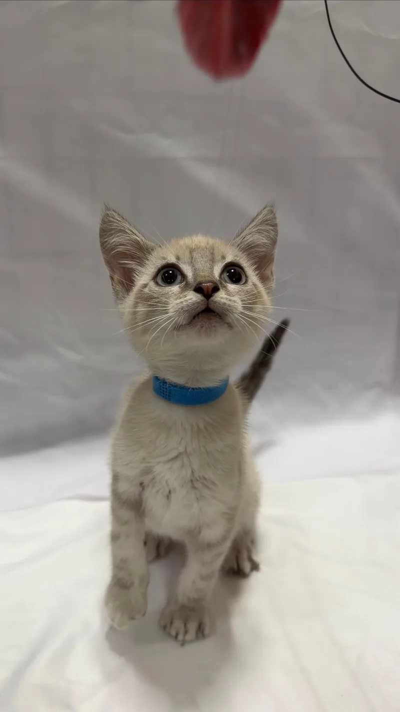 A young small-sized male Domestic Short Hair cat named Bagel for adoption in Fullerton, CA