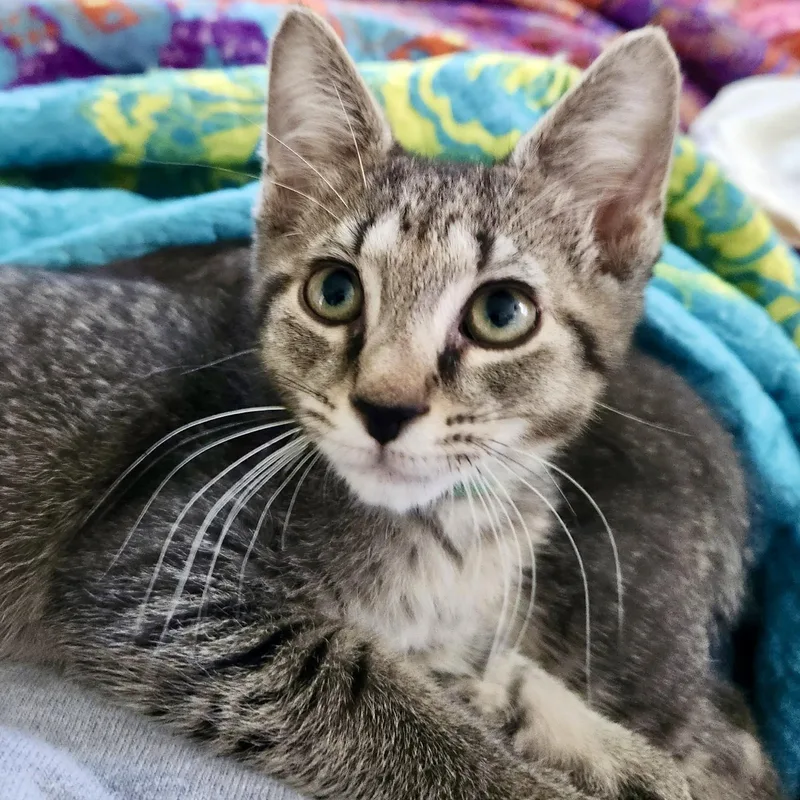 A baby medium-sized male Tabby (Buff / Tan / Fawn) Domestic Short Hair cat named Atom for adoption in Richmond, VA
