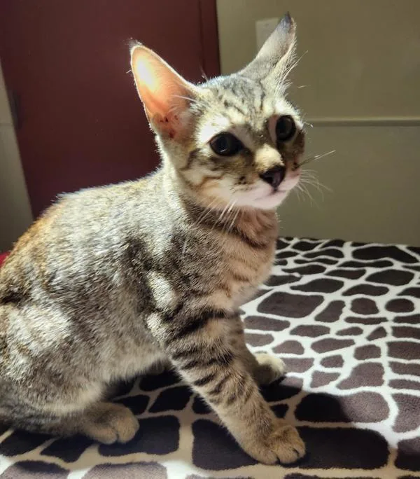 A baby medium-sized male Domestic Short Hair cat named Hiccup for adoption in Dublin, CA