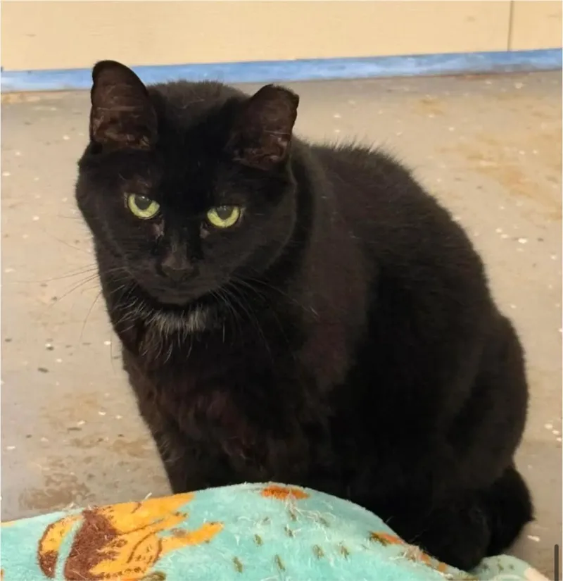 An adult large-sized female Black Domestic Short Hair cat named Maura for adoption in Queenstown, MD