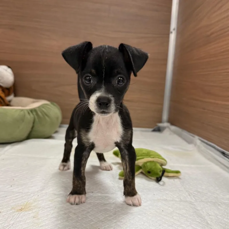 A baby small-sized male Black Chihuahua dog named Paco for adoption in Cedar Park, TX