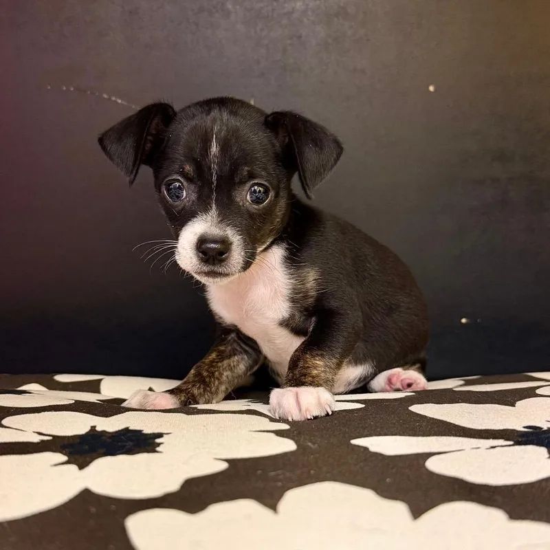 Paco thumbnail 2