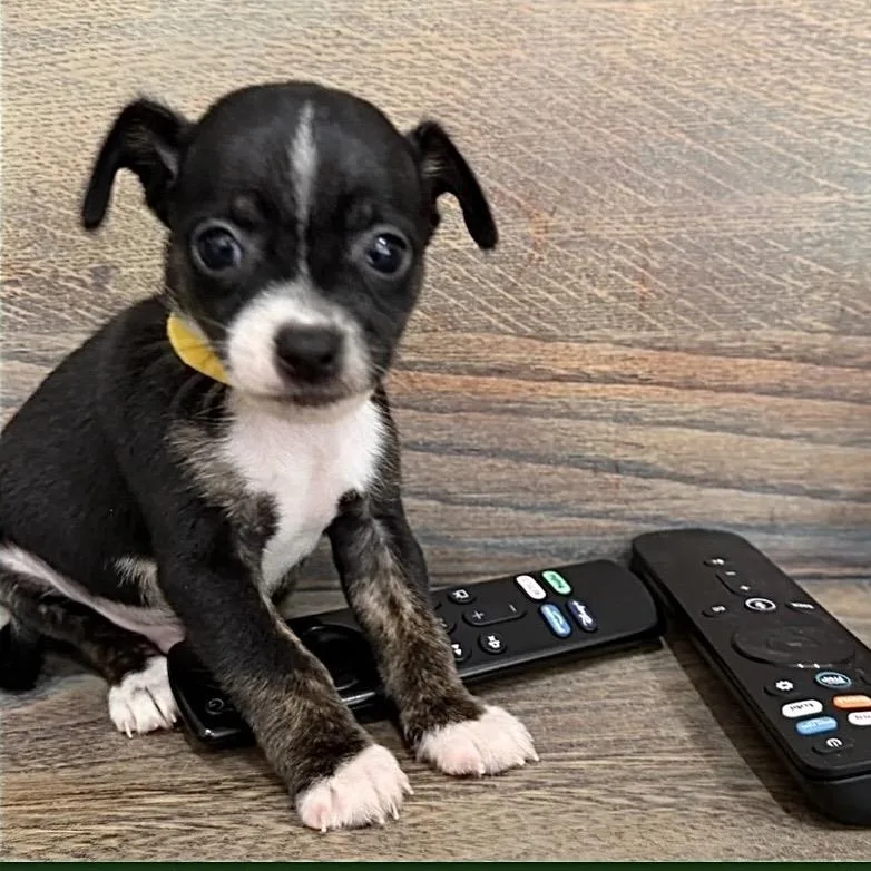 Paco thumbnail 3