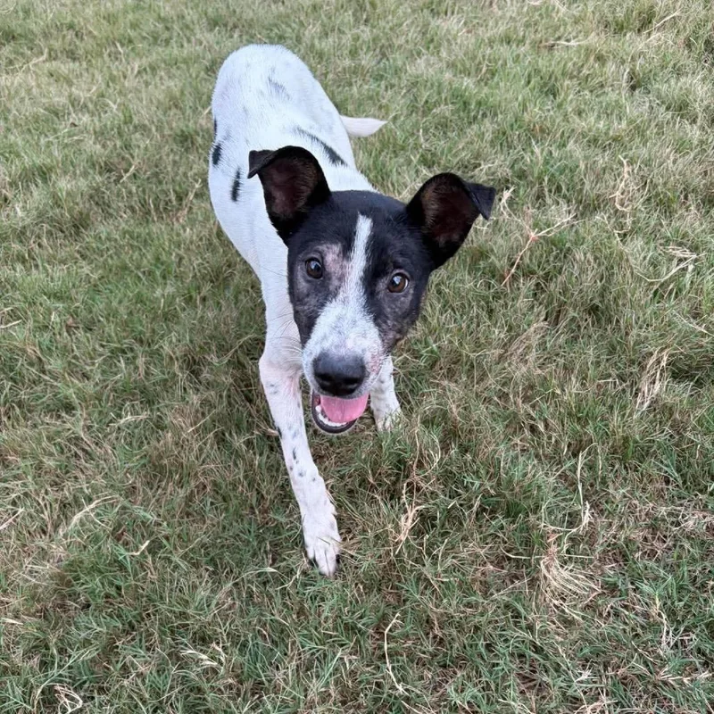 A young medium-sized female Black Coonhound dog named Dolly for adoption in Odenville, AL