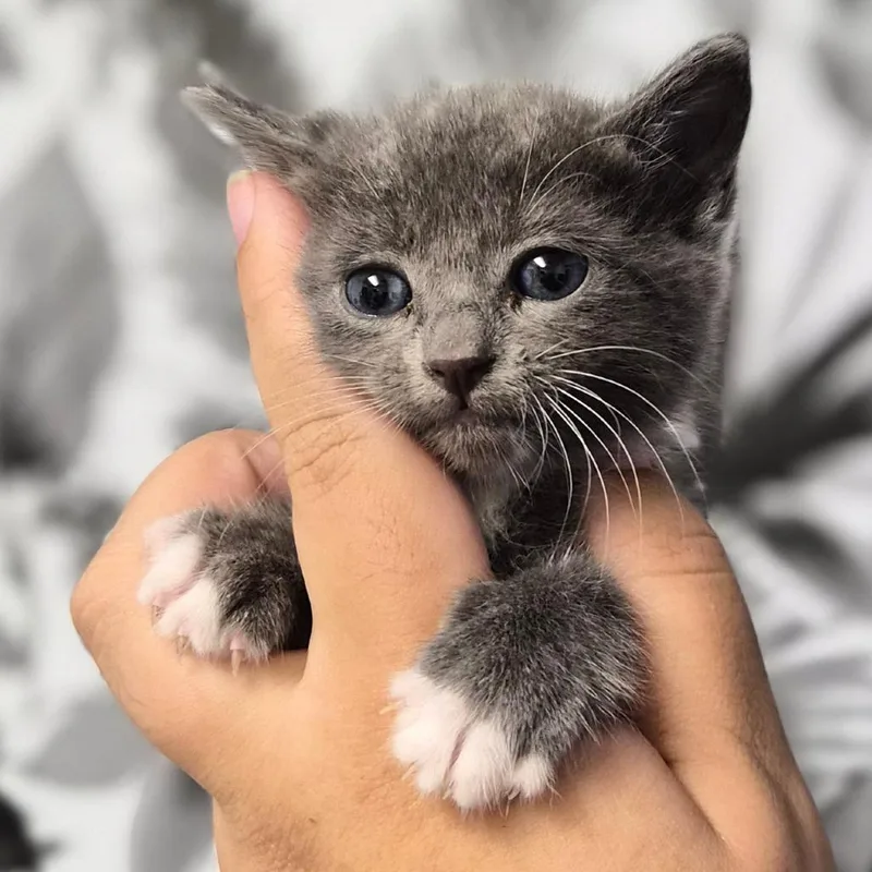 A baby small-sized female Gray / Blue / Silver Domestic Medium Hair cat named Circuit for adoption in Wahiawa, HI