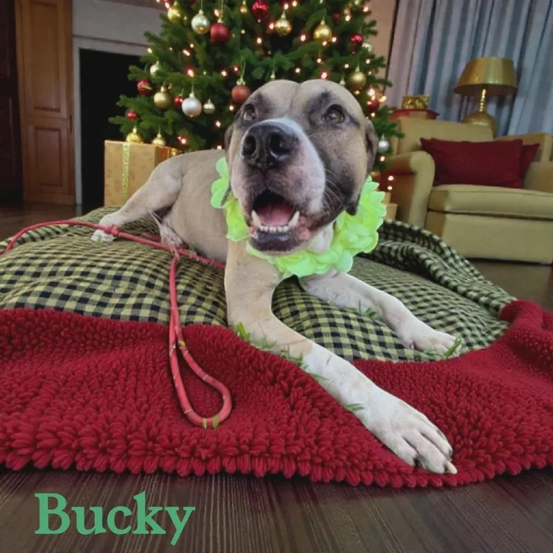 Bucky thumbnail 6