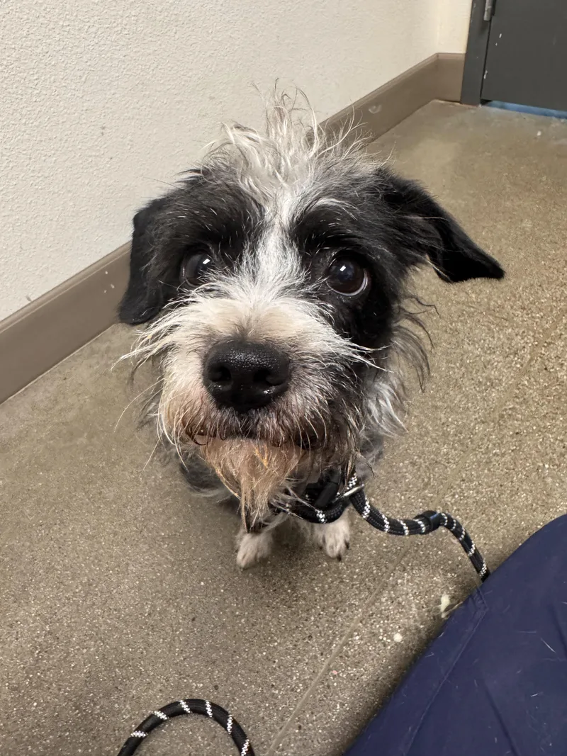 A young small-sized female Toy Fox Terrier dog named Paula for adoption in Chico, CA