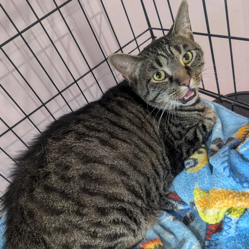 An adult small-sized female Gray / Blue / Silver Domestic Short Hair cat named Butter for adoption in West Plains, MO