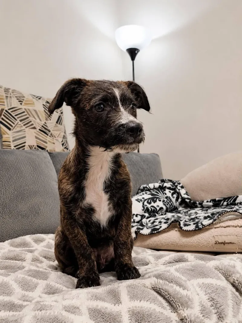 A baby medium-sized male Black Terrier dog named Rocket for adoption in Broken Arrow, OK
