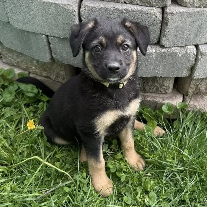 A baby medium-sized female German Shepherd Dog dog named Phoebe for adoption in Columbus, OH