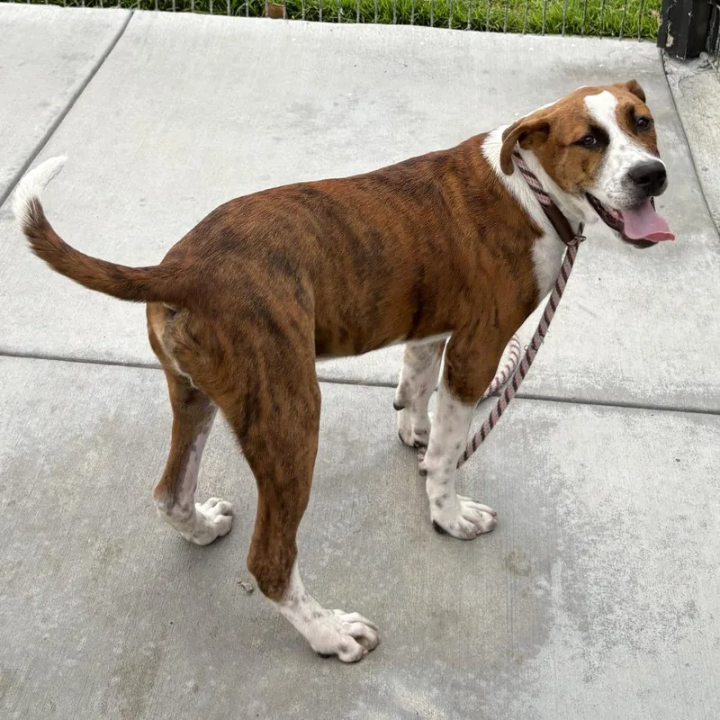 A baby medium-sized male Brindle Pit Bull Terrier dog named Nordy for adoption in Hawthorne, CA