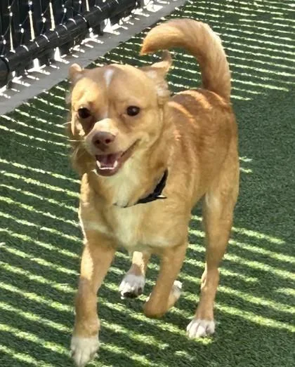 A young small-sized male Mixed Breed dog named Argus for adoption in Pleasanton, CA