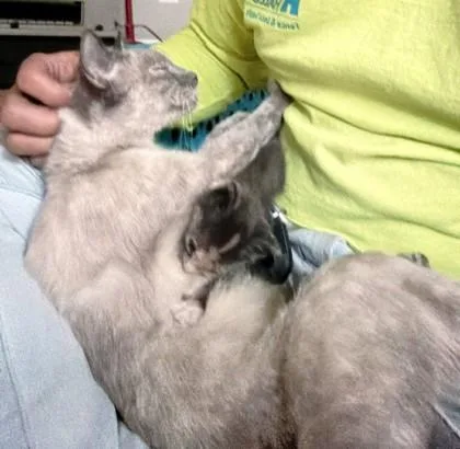 An adult medium-sized female Cream / Ivory Siamese cat named Molly for adoption in Kansas City, MO