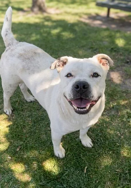 An adult large-sized male Pit Bull Terrier dog named Kobe for adoption in Riverside, CA