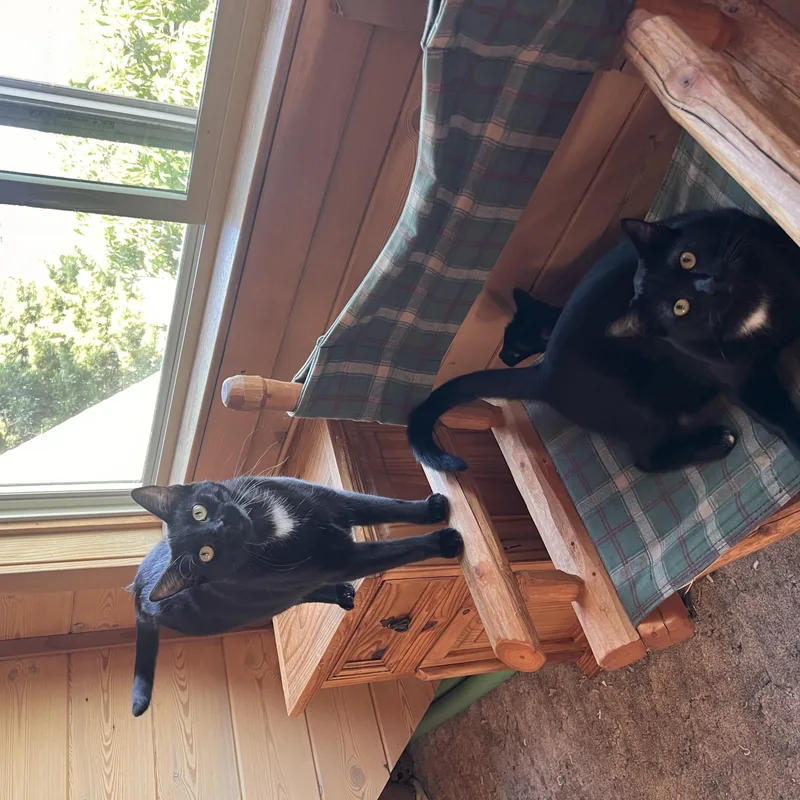 A young medium-sized female Black & White / Tuxedo Tuxedo cat named Tuxina for adoption in Ripon, CA