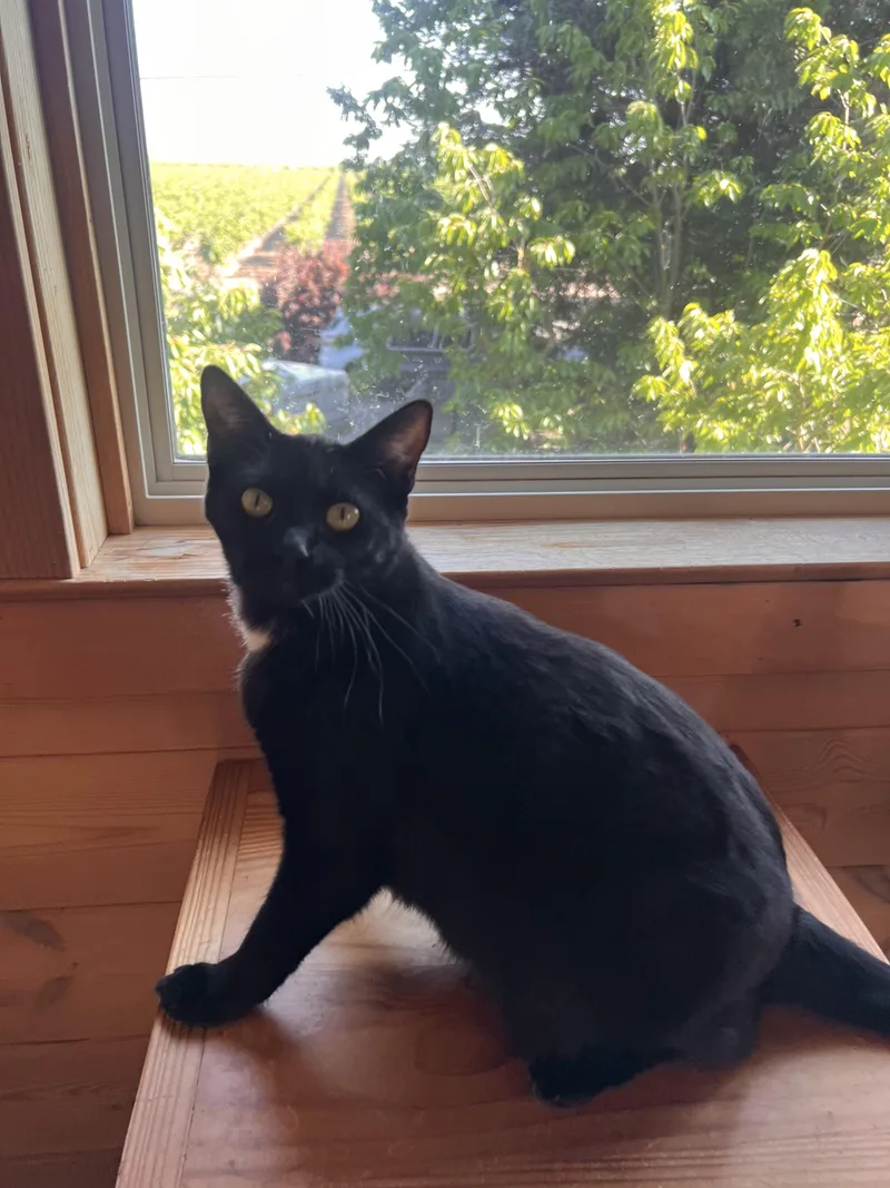 Tuxina thumbnail 2