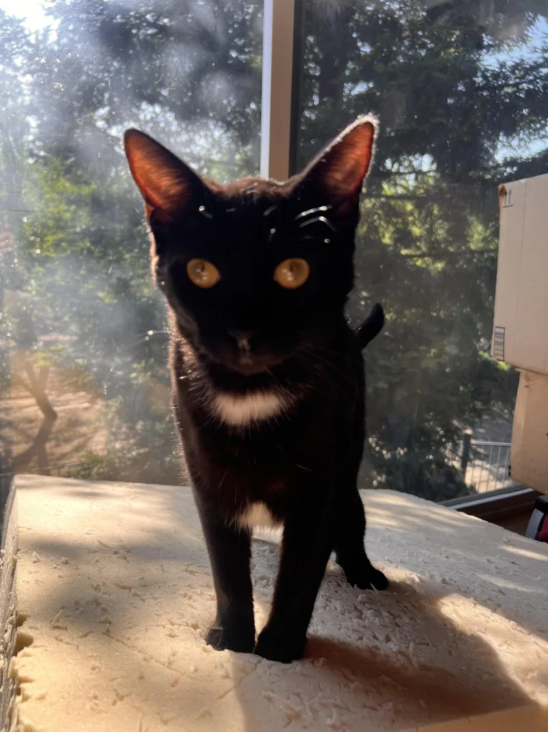 Tuxina thumbnail 3