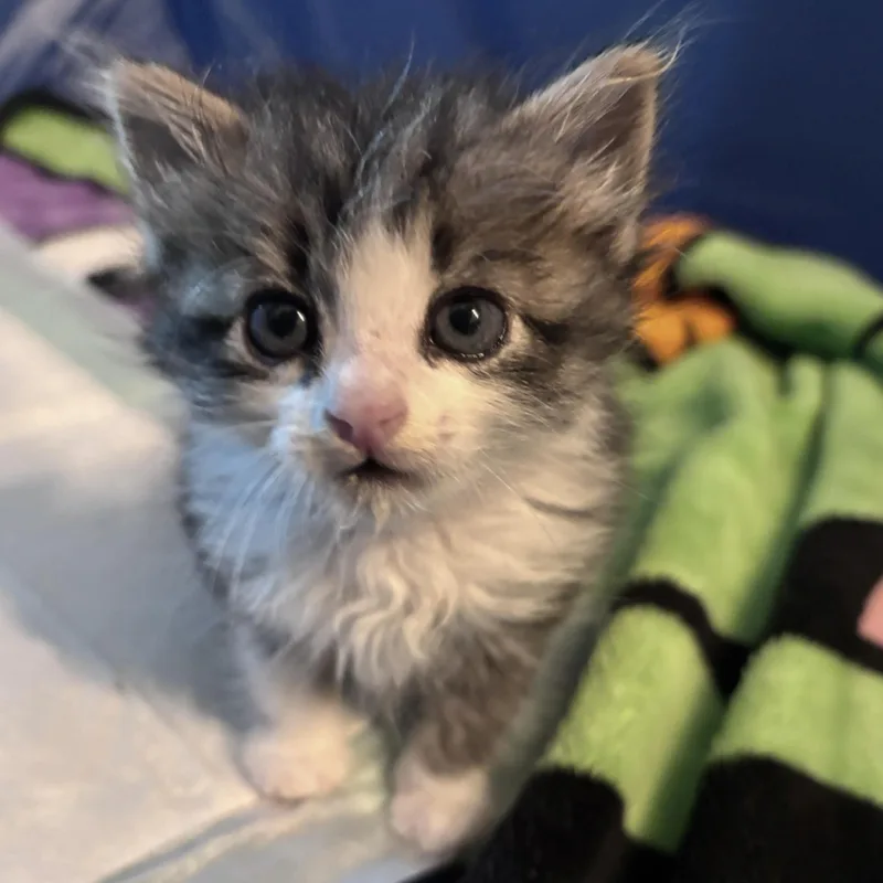 A baby medium-sized female Tabby (Gray / Blue / Silver) Tabby cat named Marilyn for adoption in Kingwood, TX