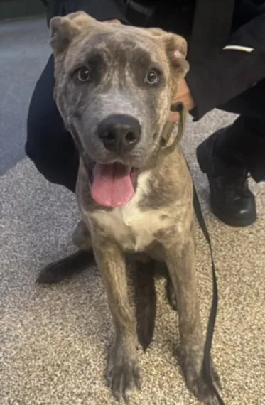 A young large-sized male Mixed Breed dog named Kale for adoption in Los Angeles, CA