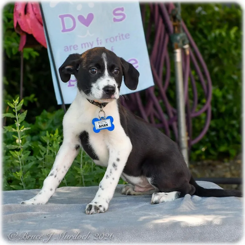 A baby small-sized male Black Labrador Retriever dog named Ahan for adoption in Wake Forest, NC