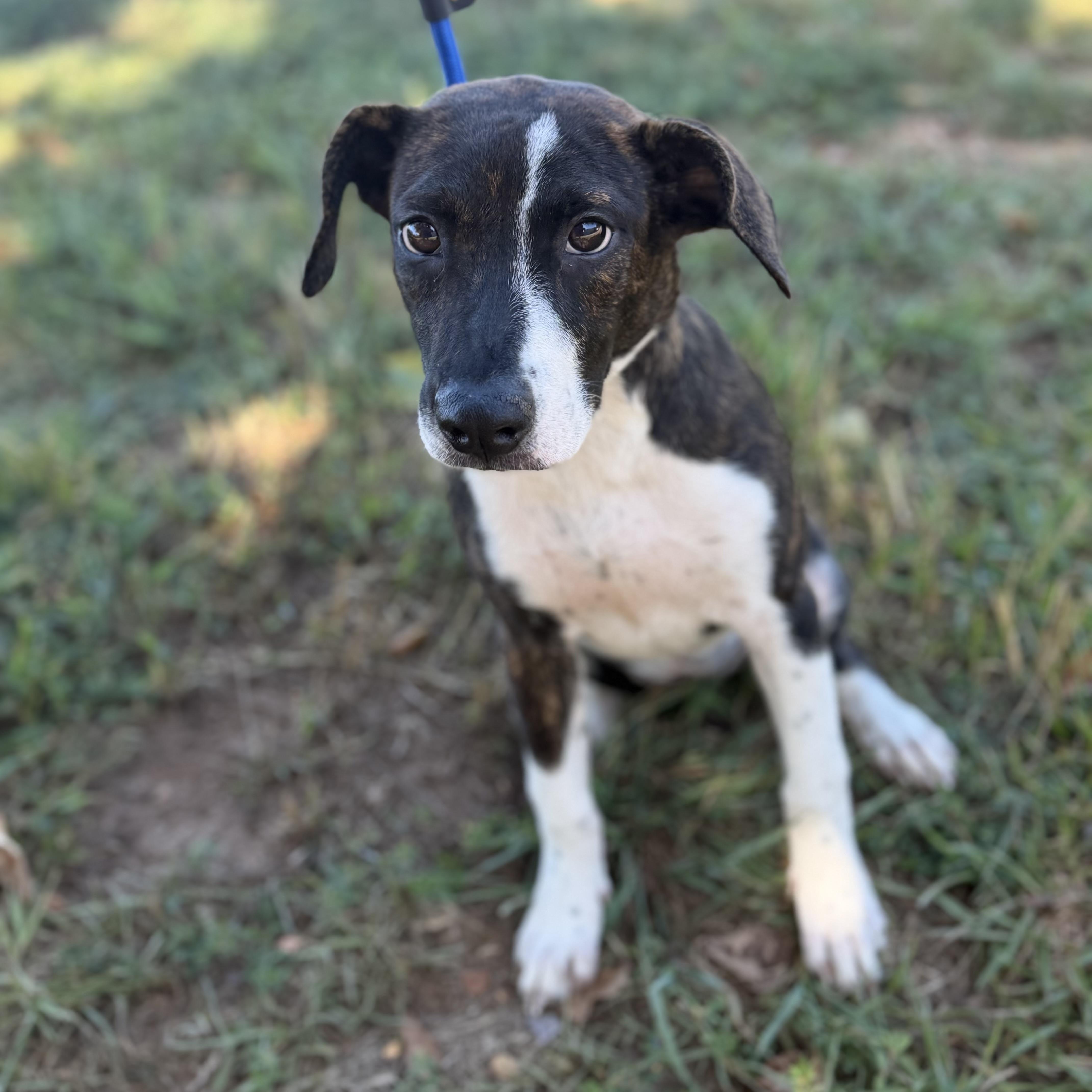 A baby medium-sized female Mixed Breed dog named Orchard for adoption in Columbia, SC