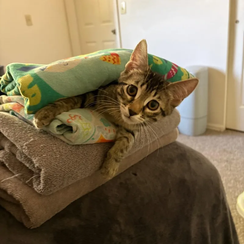 A baby small-sized female Gray / Blue / Silver Domestic Short Hair cat named Milly for adoption in Layton, UT