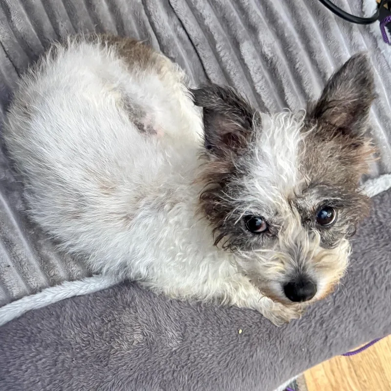 A senior small-sized female Rat Terrier dog named Candy for adoption in Brooklyn, NY