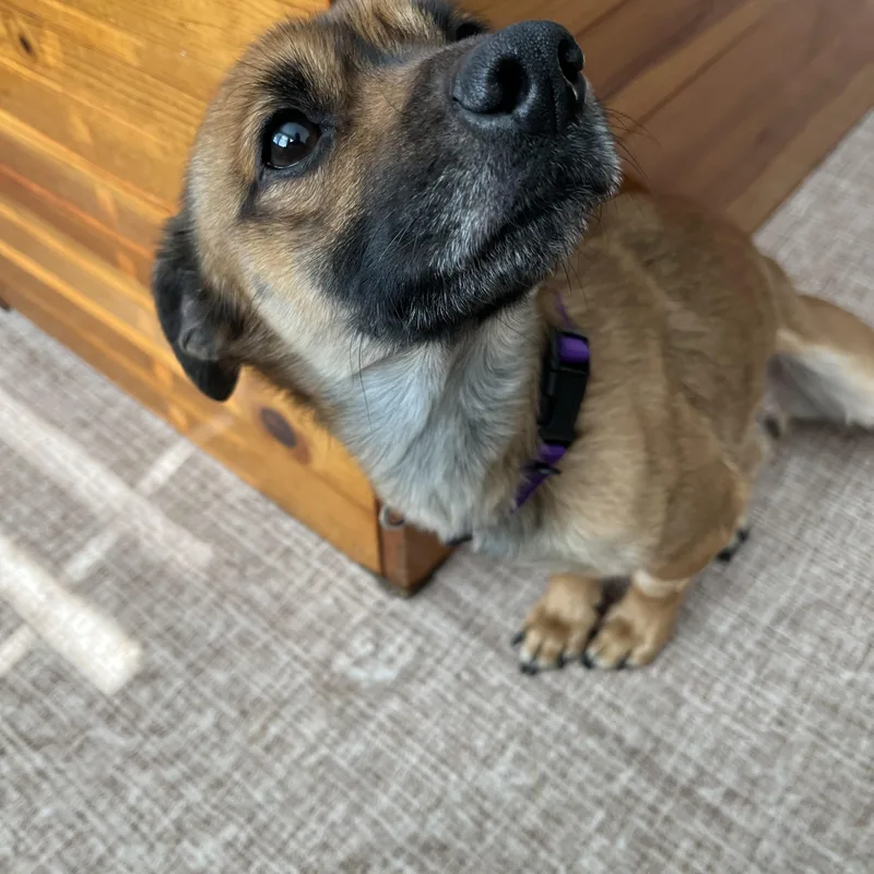 An adult small-sized male Tricolor (Brown, Black, & White) Chihuahua dog named Amani for adoption in New York, NY
