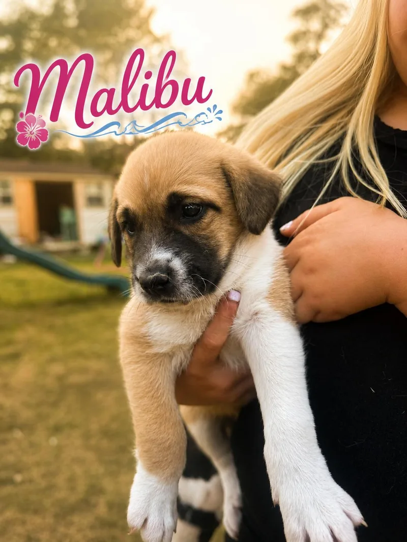 A baby medium-sized female Labrador Retriever dog named Malibu for adoption in Carmel, NY
