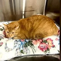 An adult large-sized male Orange / Red Tabby cat named Sabie for adoption in Henderson, NV