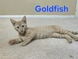 Goldfish
