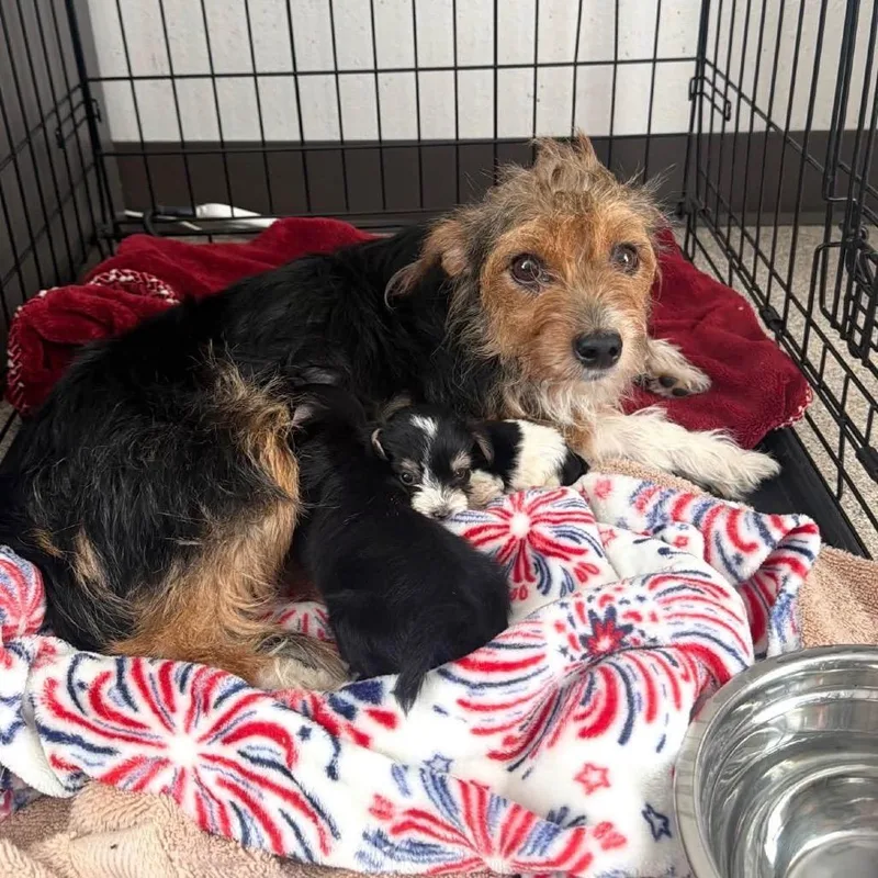 A baby small-sized male Black Terrier dog named Kodak for adoption in Allen, TX