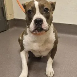 An adult medium-sized female Yellow / Tan / Blond / Fawn Pit Bull Terrier dog named Ashlynn for adoption in Norman, OK
