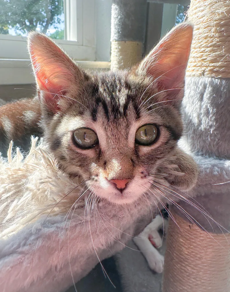 A baby medium-sized male Tabby (Buff / Tan / Fawn) Tabby cat named Rebel for adoption in Oakley, CA