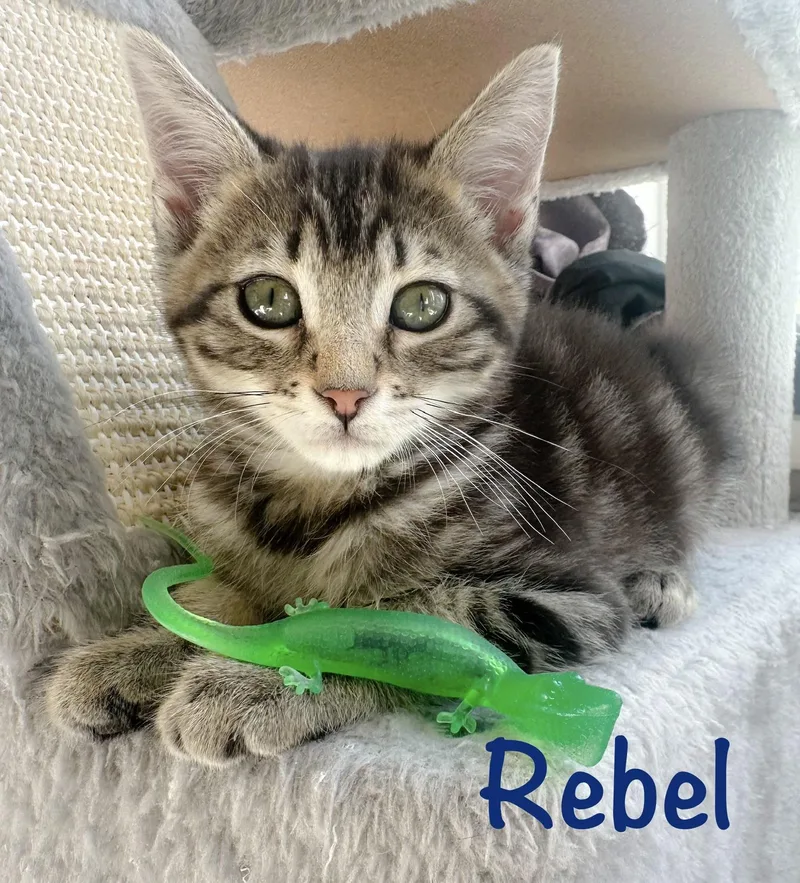 Rebel thumbnail 4