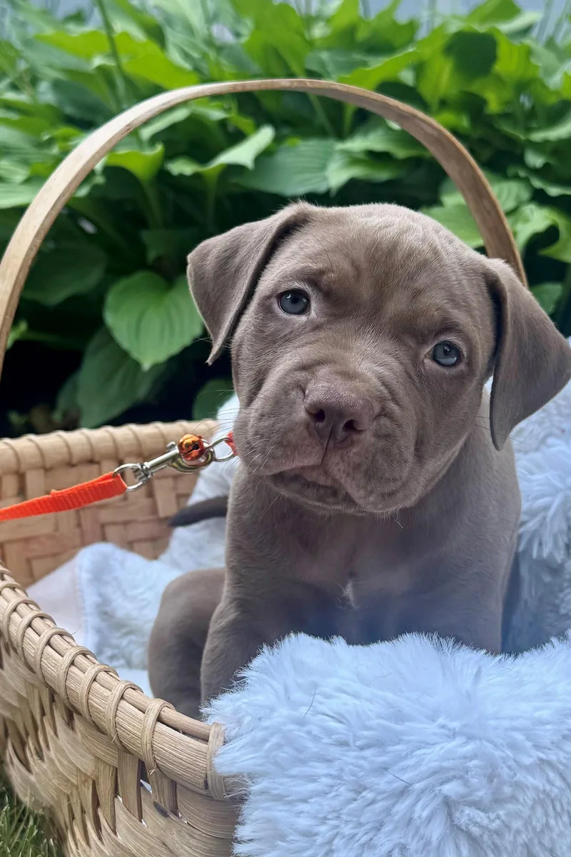 A baby medium-sized male Pit Bull Terrier dog named Cedar for adoption in Framingham, MA