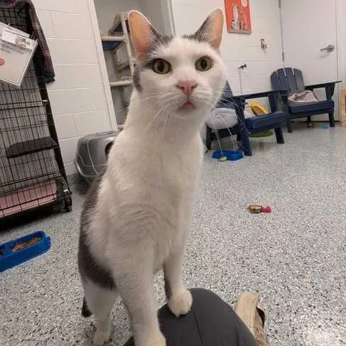 An adult large-sized male White Domestic Short Hair cat named Trombone for adoption in Dayton, OH