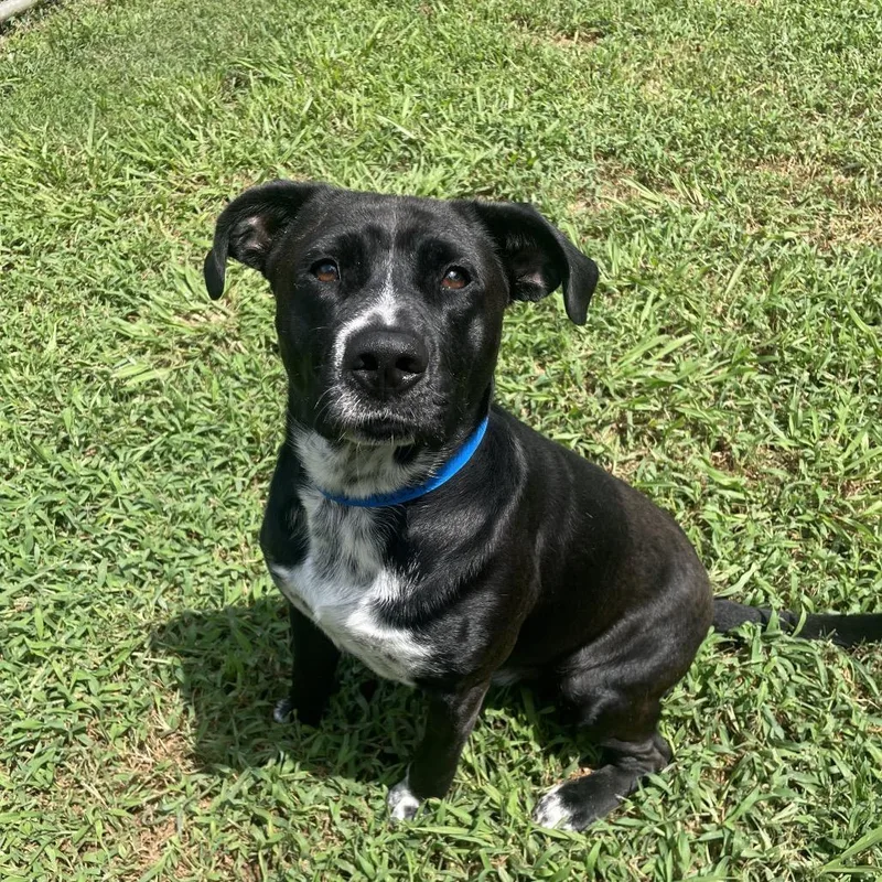 An adult medium-sized male Black Mixed Breed dog named Rico for adoption in Chattanooga, TN