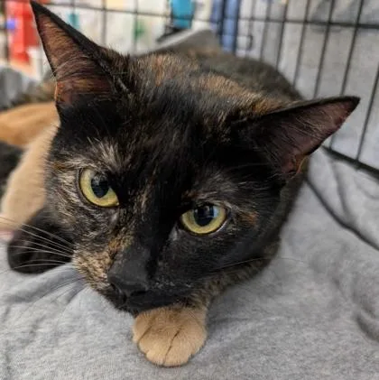 An adult medium-sized female Domestic Short Hair cat named Zoodles for adoption in Burlington, WA