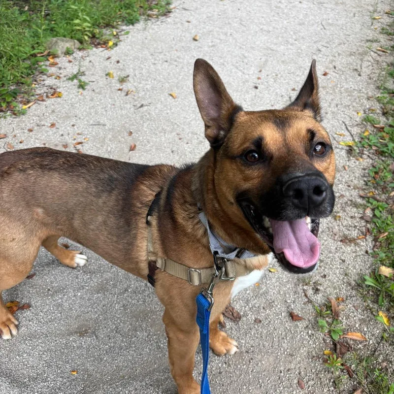 An adult medium-sized male Shepherd dog named Byram for adoption in Novelty, OH