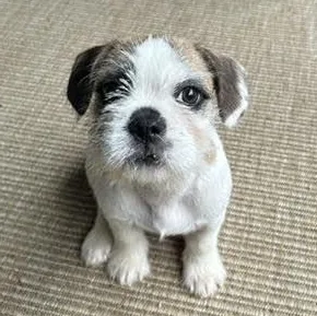 A baby small-sized male French Bulldog dog named Stop for adoption in Midlothian, VA